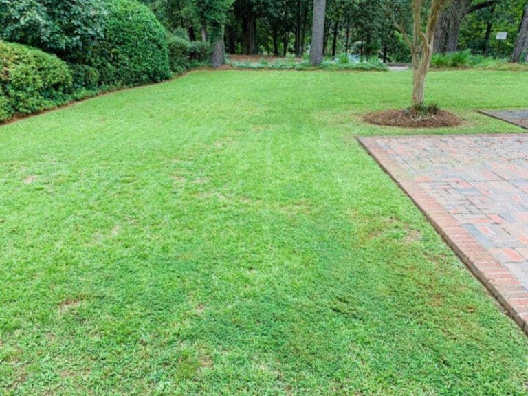 Lawn Care Florence SC - Mow