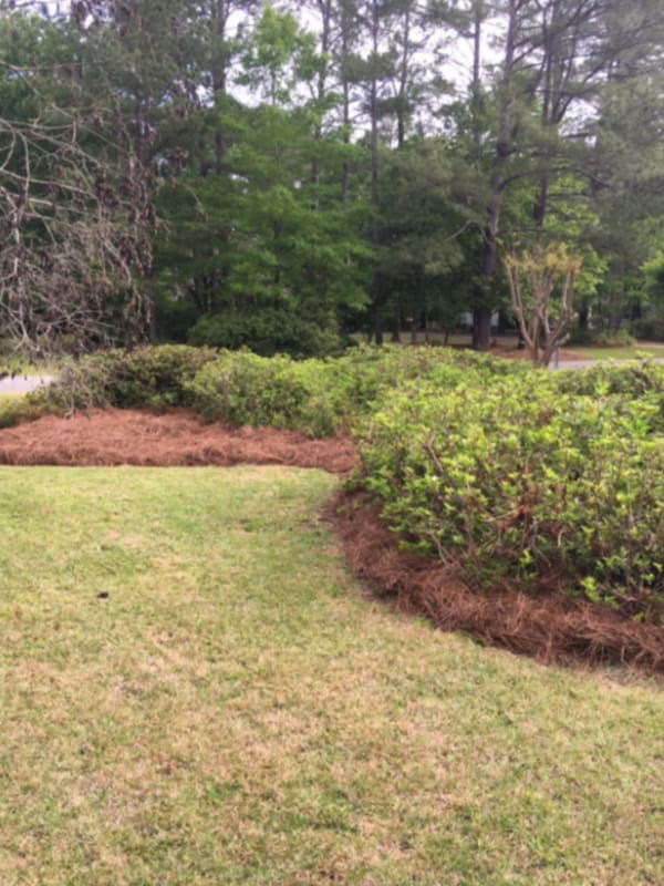 Recently Strawed Bed in Darlington SC